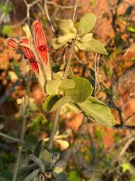 Image result for Phragmanthera