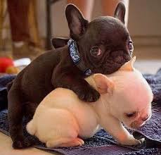 Lihat ide lainnya tentang anjing bulldog, anjing, anjing lucu. 82 Ide Moony Dog Anjing Hewan Binatang