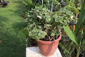 Image result for Plectranthus alboviolaceus