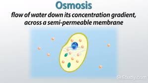 Osmosis meaning, definition, english dictionary, synonym, see also 'ossify',omission',obsess',ominous', reverso dictionary, english simple definition, english vocabulary Osmosis Definition Examples Video Lesson Transcript Study Com