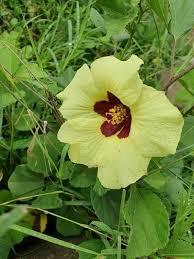 Image result for Hibiscus vitifolius