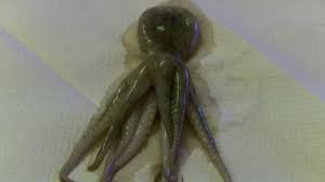 So here it means octopus eats fishes and other sea animals so it is haram. Octopus Found Lodged In Boy S Throat In Suspected Child Abuse Case Abc7 Chicago