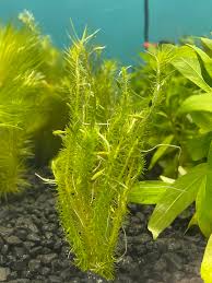 Image result for Mayaca