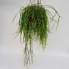 Image result for Rhipsalis baccifera