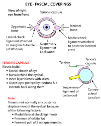Instant Anatomy Head And Neck Areas Organs Eye Orbit Fascial Coverings Human Anatomy And Physiology Optometry School Optometry Education