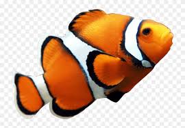We're a group for fans of the finding nemo/finding dory pairing marlin/dory. Transparent Finding Nemo Marlin Png Transparent Background Clown Fish Png Clipart 5552699 Pinclipart