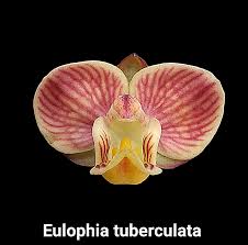 Image result for Eulophia streptopetala