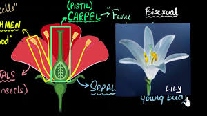 Such flowers make male and female gametes and ensure that fertilisation takes place so that new seeds are formed for the reproduction of plant. Flower Sexual Parts Unisexual Bisexual Video Khan Academy
