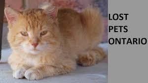 Use the lost pet search tool (on this page) to see if the pet you've found is in the petango pet recovery network. Lost And Found Pets Of Ontario Home Facebook