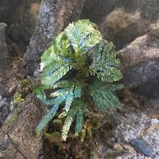 Image result for Selaginella versicolor