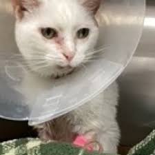 Fundraiser by Monique Rea : Help Luna Recover: Support Monique's Cats