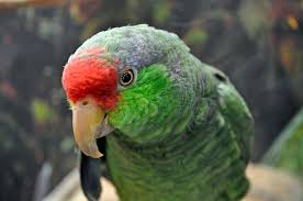 Image result for parrot