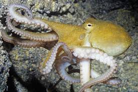 A systemic heart that circulates blood around the body and two branchial hearts that pump it through each of the two gills. Yes The Octopus Is Smart As Heck But Why The New York Times