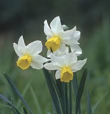 Jack Snipe Daffodil Finegardening Daffodils Narcissus Flowers Perennials