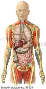 Image result for internal organs