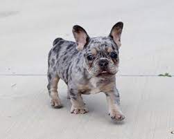 Akc Lilac Merle Tri French Bulldog Puppy Boy Jojo Bulldog Puppies Merle French Bulldog French Bulldog Puppy