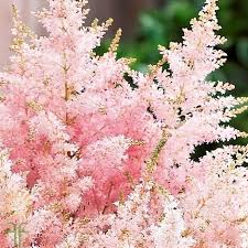 Light Pink Astilbe L Wholesale Flowers Diy Wedding Flowers In 2020 Online Wedding Flowers Wholesale Flowers Diy Wedding Flowers