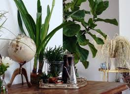 Tra le piante tropicali più belle dobbiamo assolutamente ricordare la pachira, anche conosciuta come pianta tronco intrecciato. 10 Piante Da Interno Come Prendersene Cura