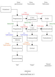 14 steroidhormonsynthese in den hoden, ovarien und in der placenta eikosanoidsynthese: Medicowesome Steroid Hormone Synthesis Pathway Clinical Aspect