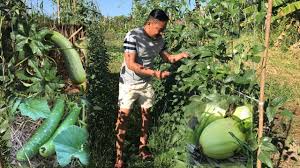 Water them in thoroughly and water again when. Masaganang Gulayan Maraming Paraan Vegetable Garden Vegetable Gardening Philippines Youtube