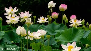 Image result for Lotus