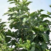 Image result for Terminalia boivinii