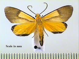 Image result for Oricia