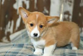 Review how much corgi puppies for sale sell for below. Purebred Pembroke Welsh Corgi Puppies For Sale In Kansas City Missouri Classified Americanlisted Com