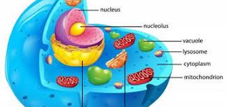 Maybe you would like to learn more about one of these? Animal Cell Structure Science Online