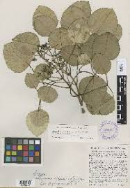 Image result for Astropanax myrianthus