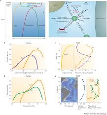 Prochlorococcus The Structure And Function Of Collective Diversity Nature Reviews Microbiology