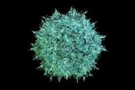 Image result for Black 1996 AAV