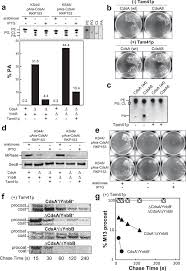 A) in a given eukaryotic cell type (e.g., a hepatocyte), all intracellular membranes have essentially the same complement of lipids and proteins. Cdsa Is Involved In Biosynthesis Of Glycolipid Mpiase Essential For Membrane Protein Integration In Vivo Scientific Reports