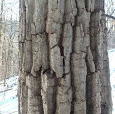 Image result for tree bark