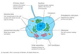 We did not find results for: Cell Organelles Science Learning Hub