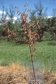 Image result for trees with spiral bark blown off from lightning
