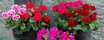 Walking distance to msu campus and downtown bozeman. Calliope Flowers Calliope Flowers