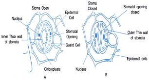 The stomatal pores are largest when water is freely available and the guard cells. Explain The Structure Of Stomata And Function Of Guard Cells From Science Life Processes Class 10 Cbse