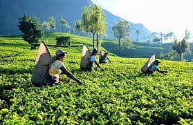 Plantacji herbaty cameron higlands 3. Interesting Facts About Tea Plantations By Anuradha Silva Medium