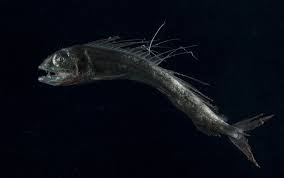 Microplastics Have Invaded The Deep Ocean And The Food Chain The Salt Npr