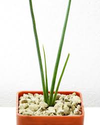 Image result for Pyrenacantha kirkii