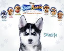 When miami dentist (gooding, jr.) finds out that he's been named in a will, he travels to alaska thinking he's going to be rich. Pin By Connie Anne Kalapos Kikta On Air Bud And Buddies Air Buddies Movies Dog Movies Snow Dogs