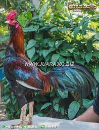 Judi sabung ayam saat ini sudah ada sejak tahun 2007 dimana kala itu ada s128 yang lebih dahulu menyiarkan secara langsung siaran laga ayam dari negara. Pin Di Sabung Ayam