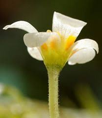 Image result for Cabombaceae