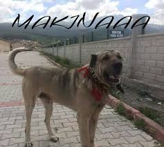 Kayseri Develi Tr Kangal Home Facebook