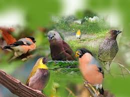 Check spelling or type a new query. 87 Gambar Burung Emprit Kekinian Gambar Pixabay