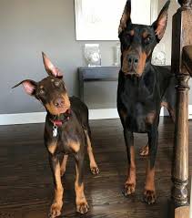 At northstar dobermans, our champions are bred to be healthy, loving companions that are a beautiful reflection of the breed type. Pin By Alexandra Lentz On Il Canino Doberman Pinscher Puppy Doberman Dogs Cute Animals