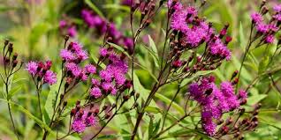 Image result for Vernonia galamensis