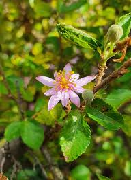 Image result for Grewia schinzii