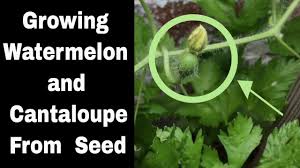 Maybe you would like to learn more about one of these? Growing Watermelon And Cantaloupes From Seed Episode 5 Youtube